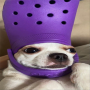 token CROCDOG