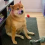 Jeton Chonk