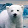 Jeton Knut From Zoo