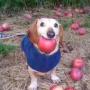 dog with apple in mouth-token