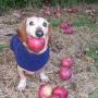 dog with apple in mouth 币种