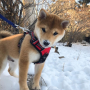 Dog token