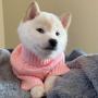Token New Doge 
