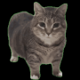 Token ooioi cat