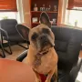 Ícone do token