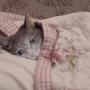 Jeton SadCat