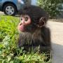 Token winston spider monkey