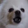 Token Barking Dog