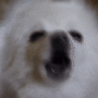 Токен Barking Dog