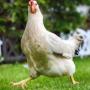 Jeton Egg Miner