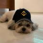Token CZ DOG