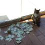 1 Cat Dollar  幣種