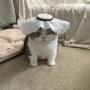 Habibi Cat 幣種