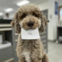 Jeton a16z AI Dog