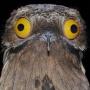 Jeton LukeTheOwl