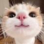 kitty 幣種