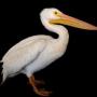 Eaten by a Pelican 幣種