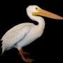 Eaten by a Pelican Token