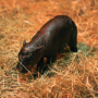 Token New Born Haggis Pygmy Hippo
