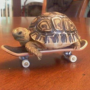 TechDeckTurtle 币种