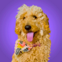 Токен First AI Owned Dog