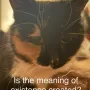 Token Meaning Of Life