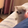 Jeton ONE PUNCH CAT