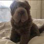 #1 VIRAL TIKTOK HIPPO DOG 币种