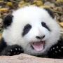 HUA HUA 币种